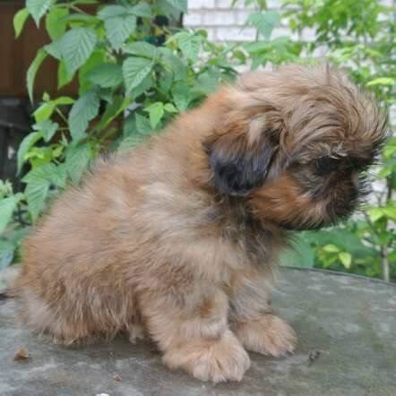 nervous-dog-or-puppy-looking-away.jpg nervous-dog-or-puppy-looking-away.jpg