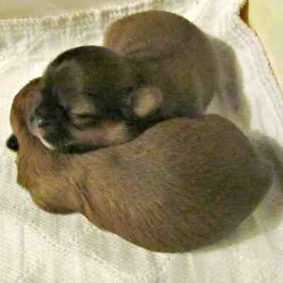 Sleeping Puppies