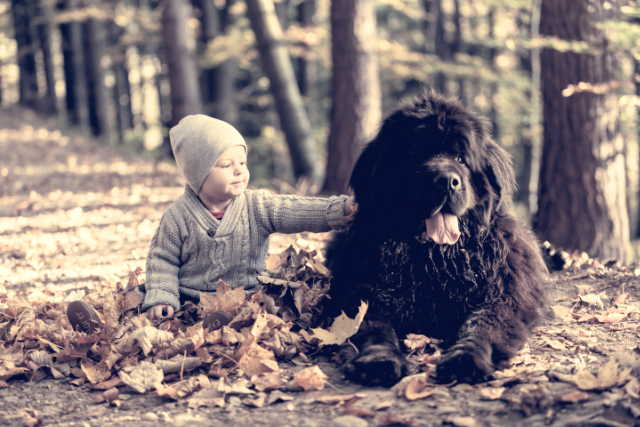 A large newfoundland dog is sitting next to a young toddler in a wooded area