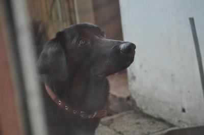 Nogs watches the camera assistant.