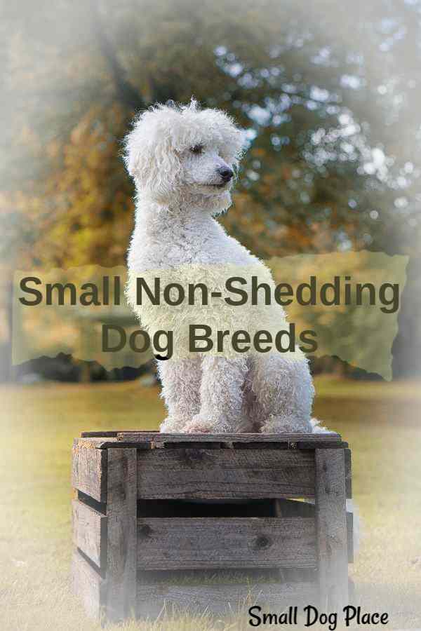 Non-shedding Small Breed Dogs