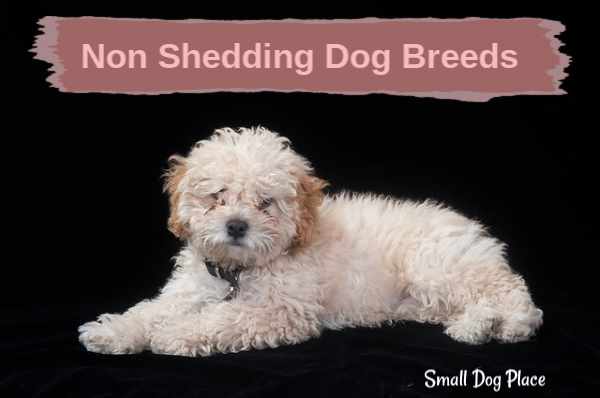 low shedding small dogs