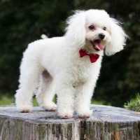 Best nonshedding dog breeds link