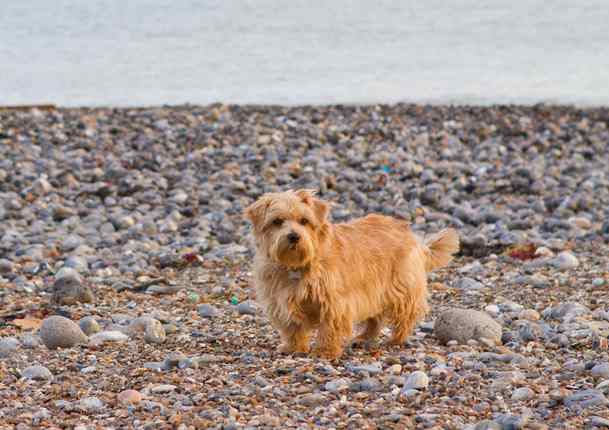 are norfolk terriers cuddly