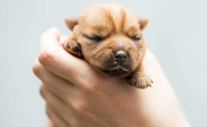 Norfolk Terrier Newborn