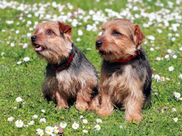 Two Norfolk Terriers in the grass.