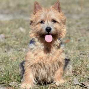 Norwich Terrier