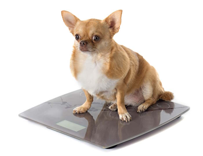Um cachorro pequeno obeso está em uma escala Um cachorro pequeno obeso está em uma escala