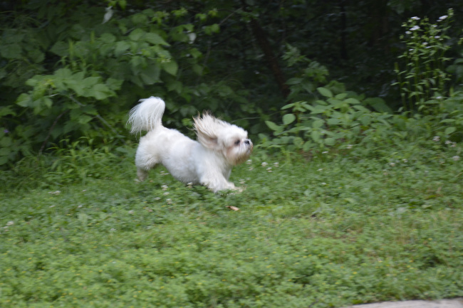A white Shih Tzu dog is running in a backyard garden.