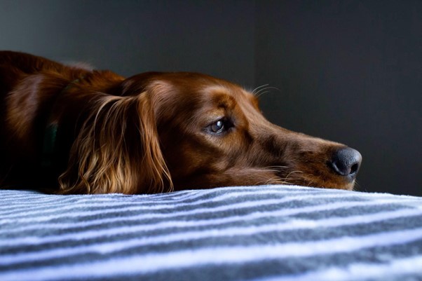 Small dog (Dachshund) is laying on a blue blanket