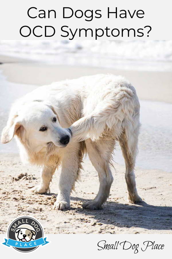 A white dog standing on a sandy beach is chasing his tail