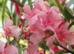 Oleander Oleander