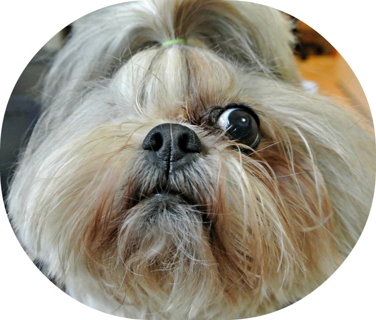 brachycephalic shih tzu