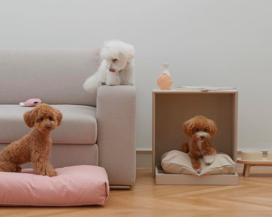 Three dogs getting ready to sleep.