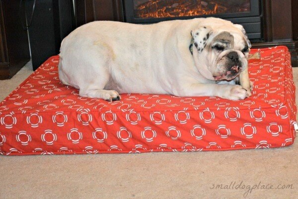 A bulldog is resting on an orthopedic dog bed