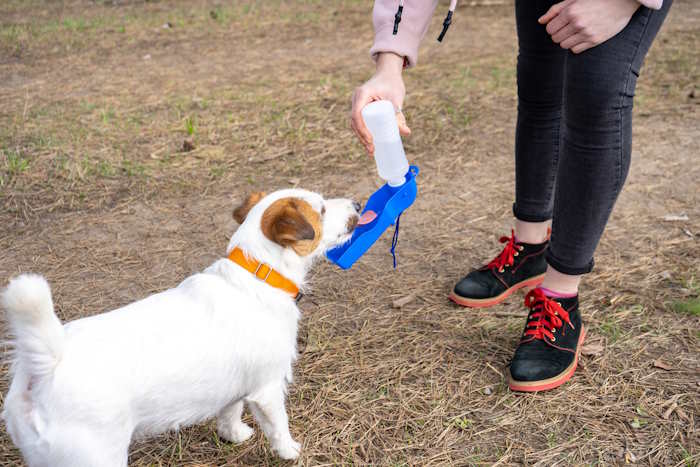 A Jack Russel Terrier is drinking from a container on a hiking trail