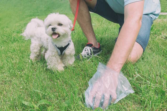 A man is removing waste from his dog