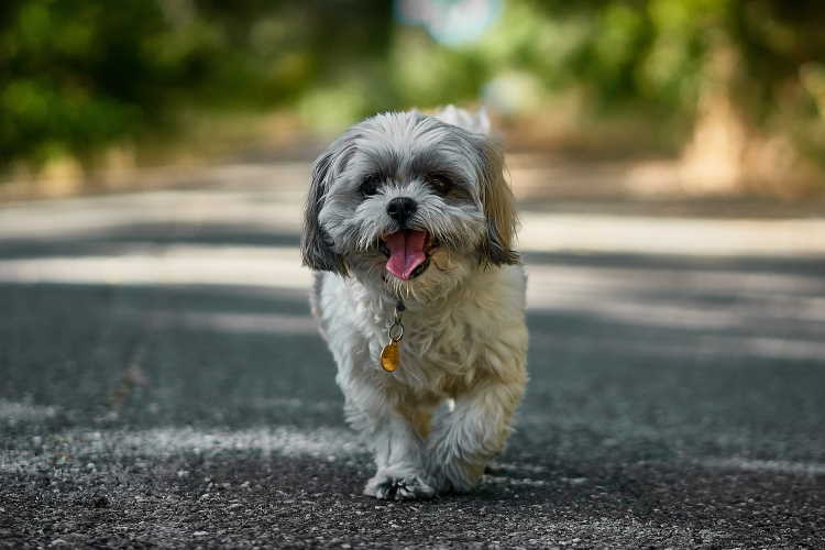 A Shih Tzu is walking down a path