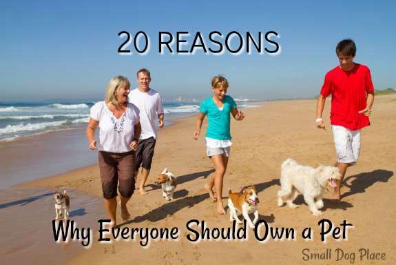 20 Reasons Why Everyone Should Own a Pet at Small Dog Place  (https://www.smalldogplace.com)