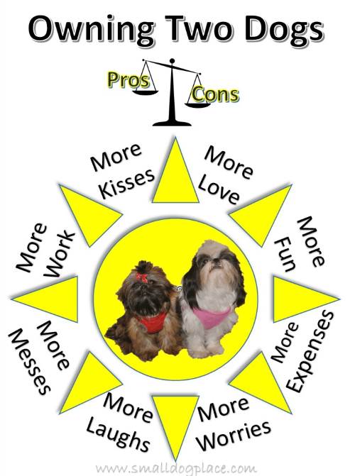 Pros and Cons of a second dog