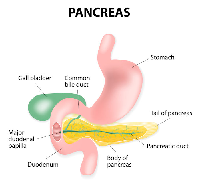 A colorful drawing of the pancreas