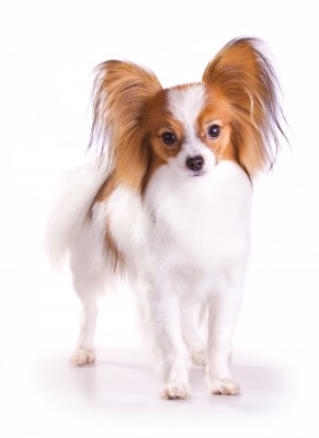 dog with long fluffy ears