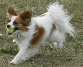 Playful Papillon A Papillon Playing Fetch