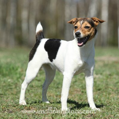 The Parson Russell Terrier Dog Breed Profile Small Dog Place