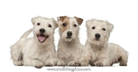 These Parson Russell Terriers have a broken or harsh hair coat.