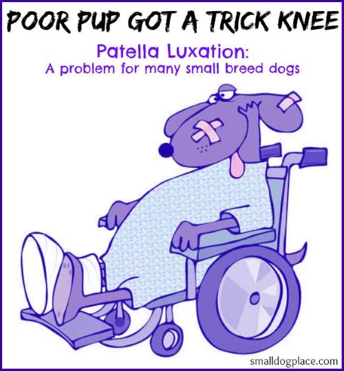Patellar luxation, luxating patella, dislocated kneecap, trick knee, and floating kneecaps are terms that refer to the same condition. Patellar luxation, luxating patella, dislocated kneecap, trick knee, and floating kneecaps are terms that refer to the same condition.