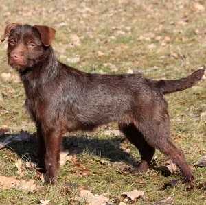 Patterdale Terrier (Wire)