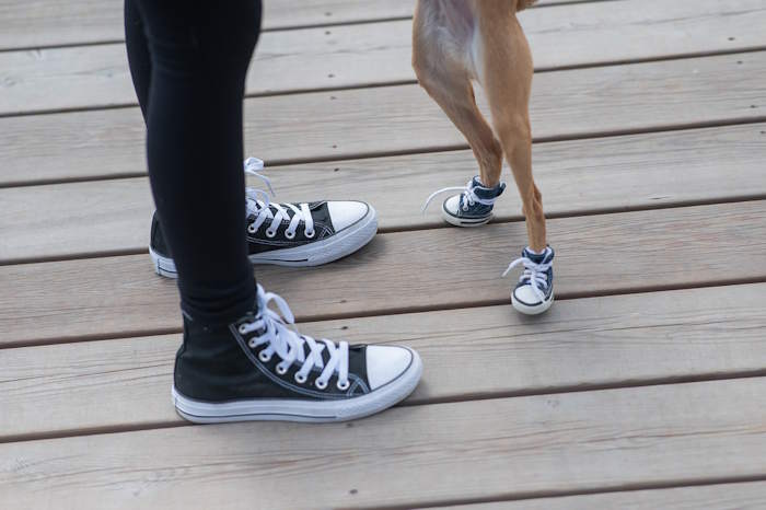 dog and person both wearing matching shoes