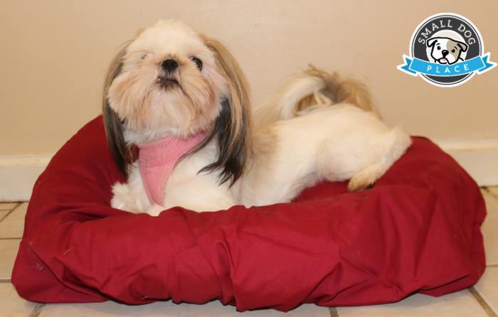 A gold and white Shih Tzu is lying on a dog bed covered with a sheet