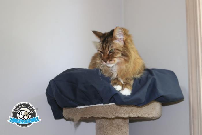 An American Long-Haired Cat is laying on a bed atop a scratching post