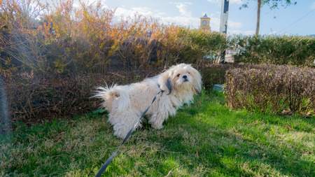 If your dog is peeing in the house, teach him where to go outside in your garden