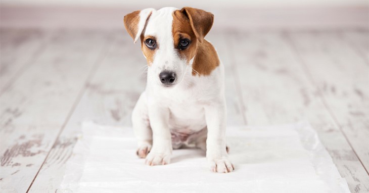 Recognize changes in urine or feces markings. Recognize changes in urine or feces markings.