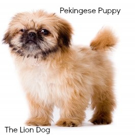 Pekingese Puppy:  The Lion Dog