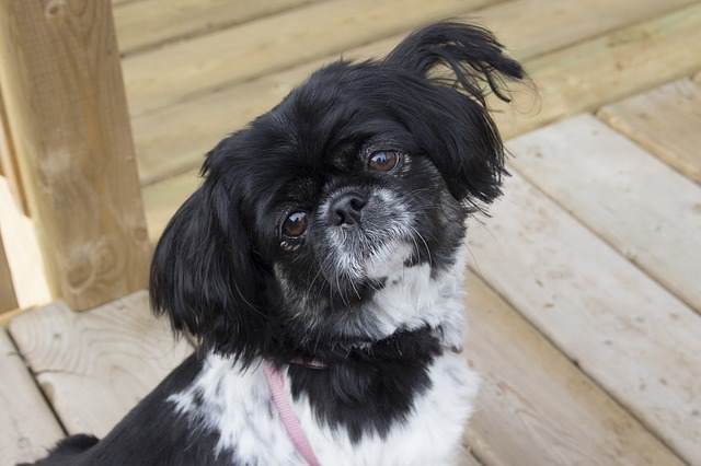 Pekingese Puppy, Black and White