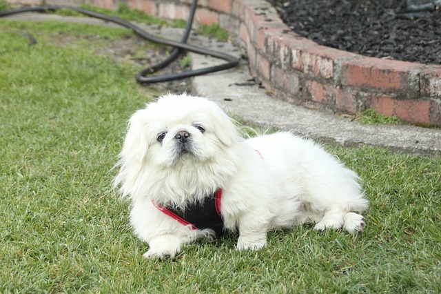 White Pekingese resting in the grass. White Pekingese resting in the grass.