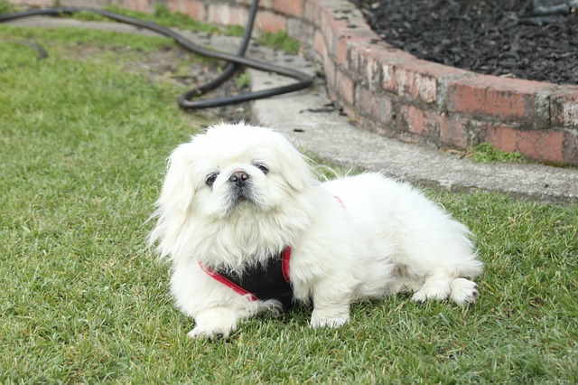 White Pekingese resting in the grass.