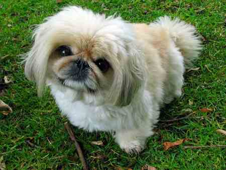 A Pekingese dog is standing in the grass.