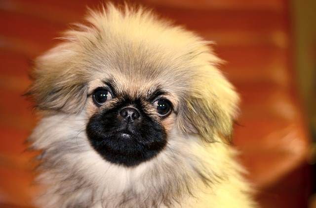 Pekingese puppy in front of an orange background