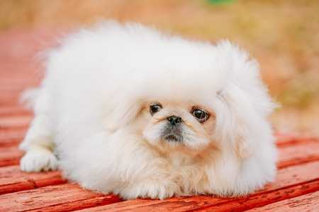 Pekingese