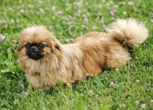 Pekingese:  Intelligent but Stubborn