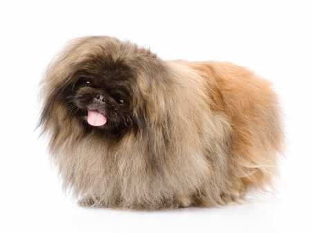 small fluffy chinese dog breed