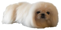 White Pekingese