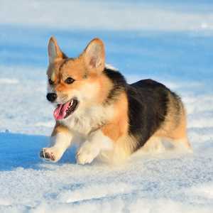 Pembroke Welsh Corgi