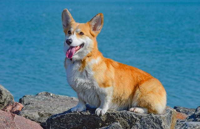 Pembroke Welsh Corgi pembroke-welsh-corgi640.jpg