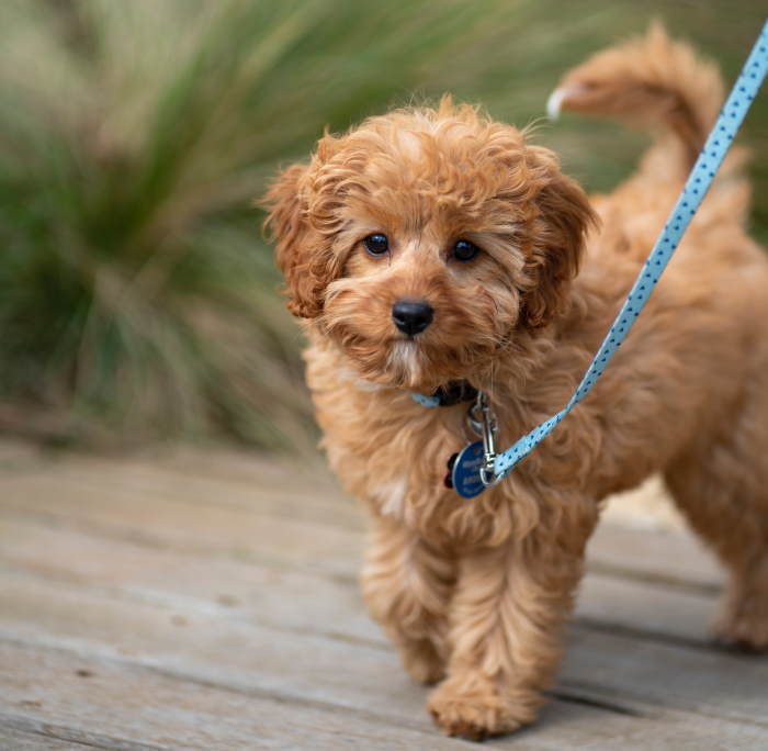 A small apricot poodle mix on a leash