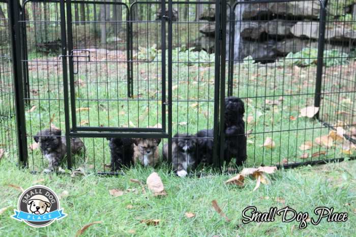 A litter of six Shih Tzu Puppies is enjoying the outside in the safety of their pet enclosure.